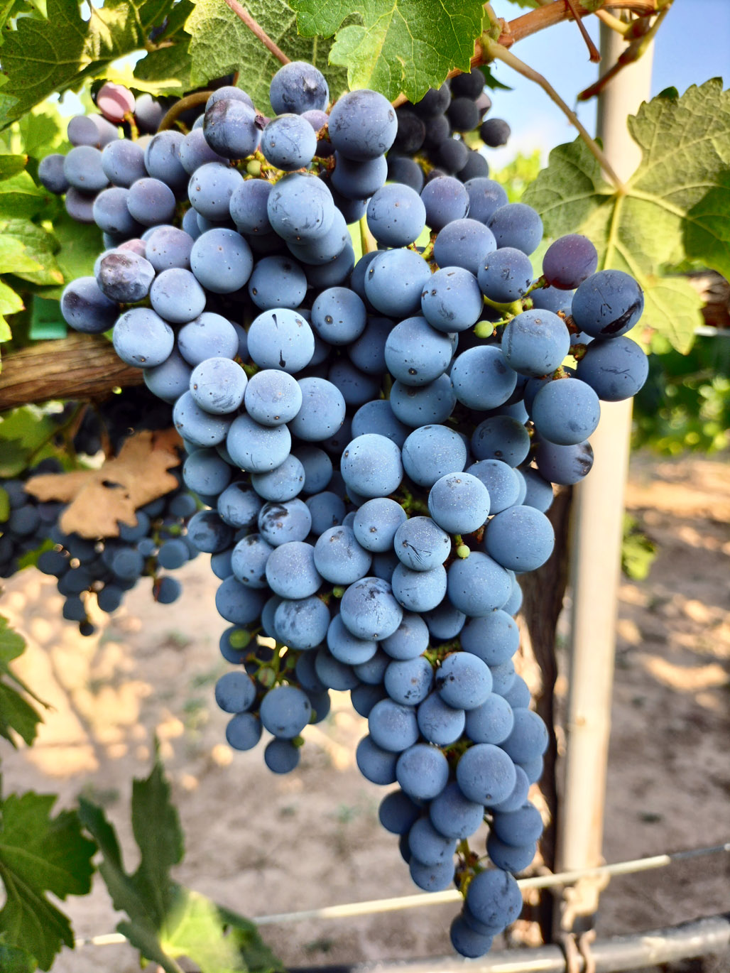 CABERNET SAUVIGNON