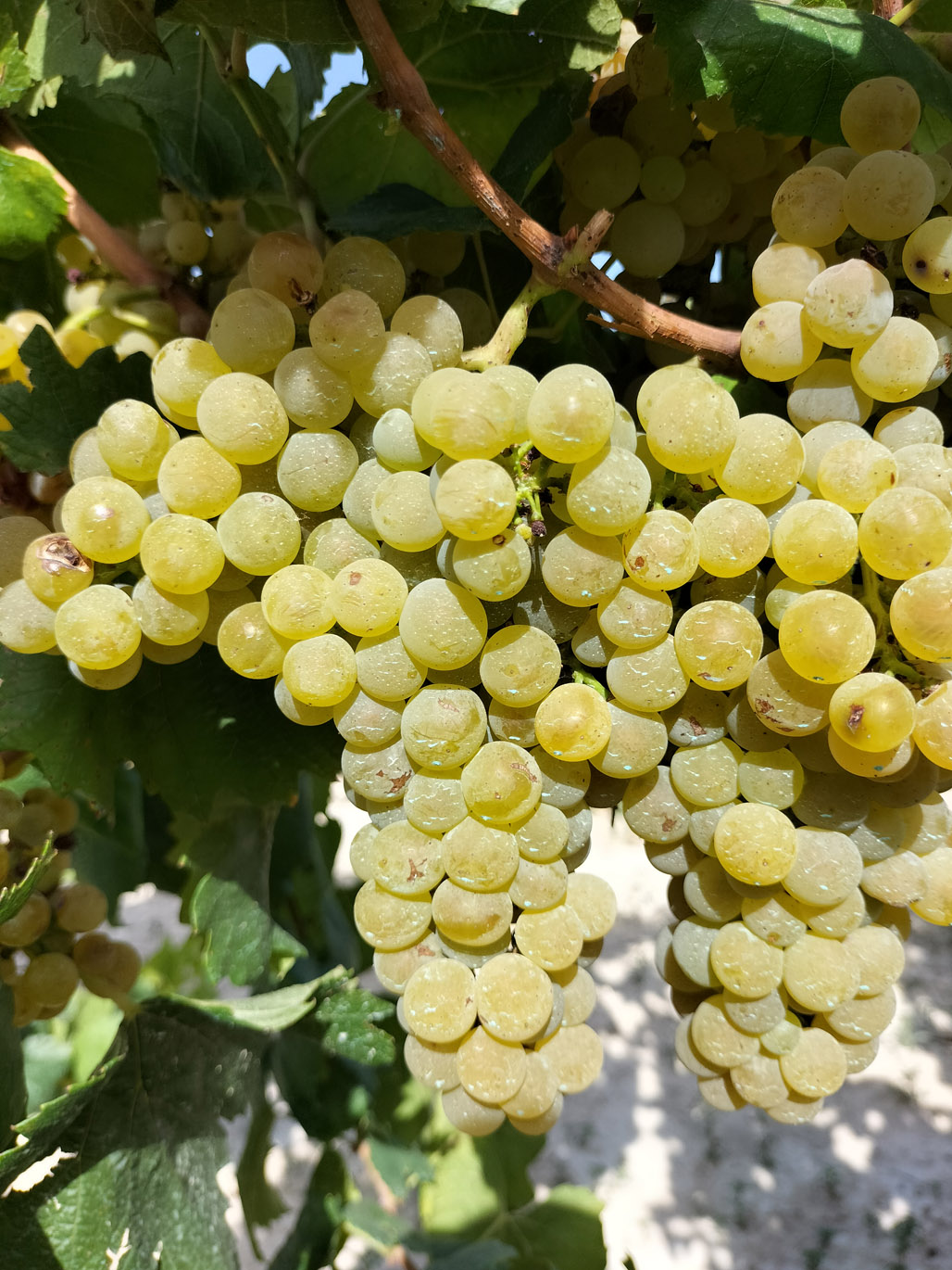 CHARDONNAY