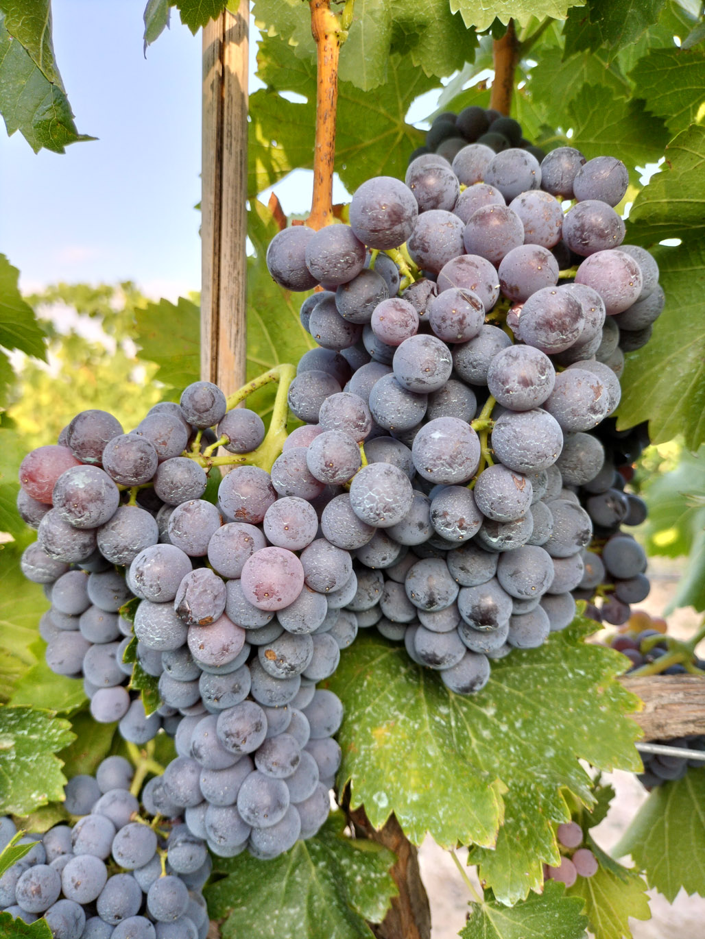 GARNACHA TINTA
