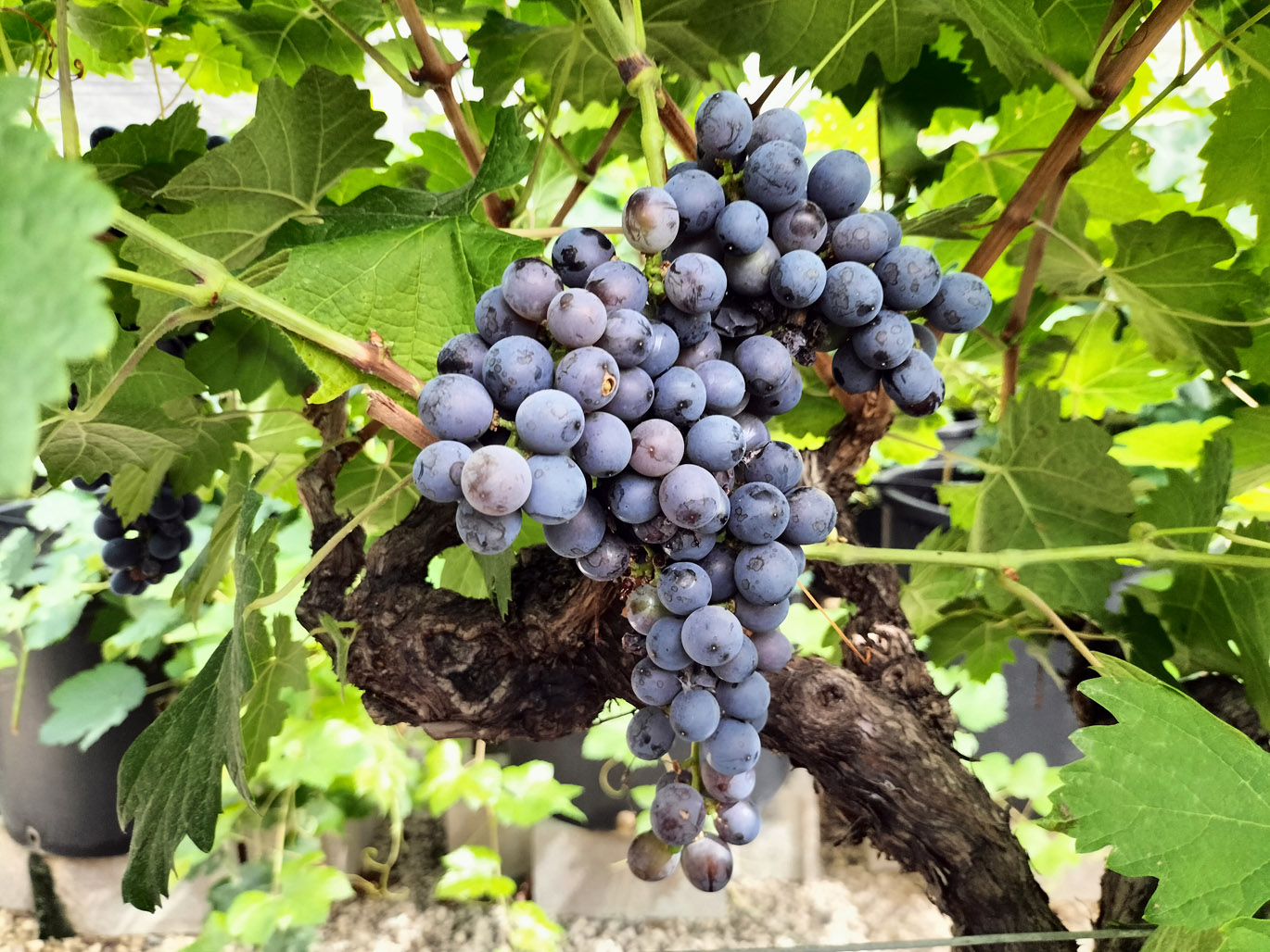 GRACIANO