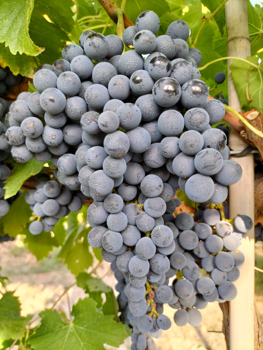 MENCÍA