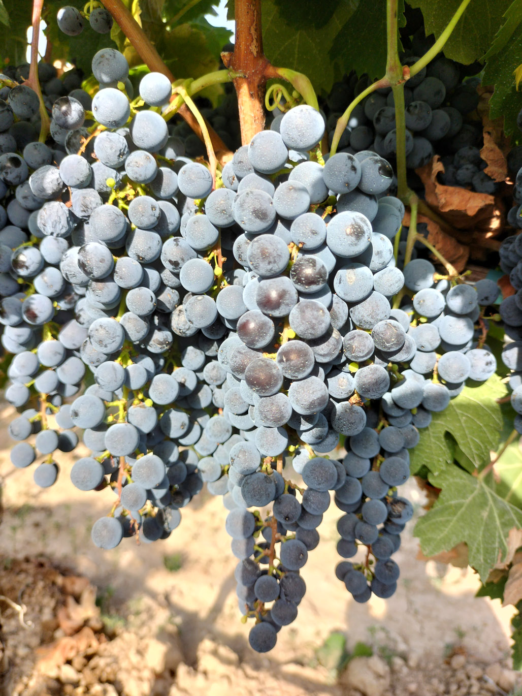 MERLOT