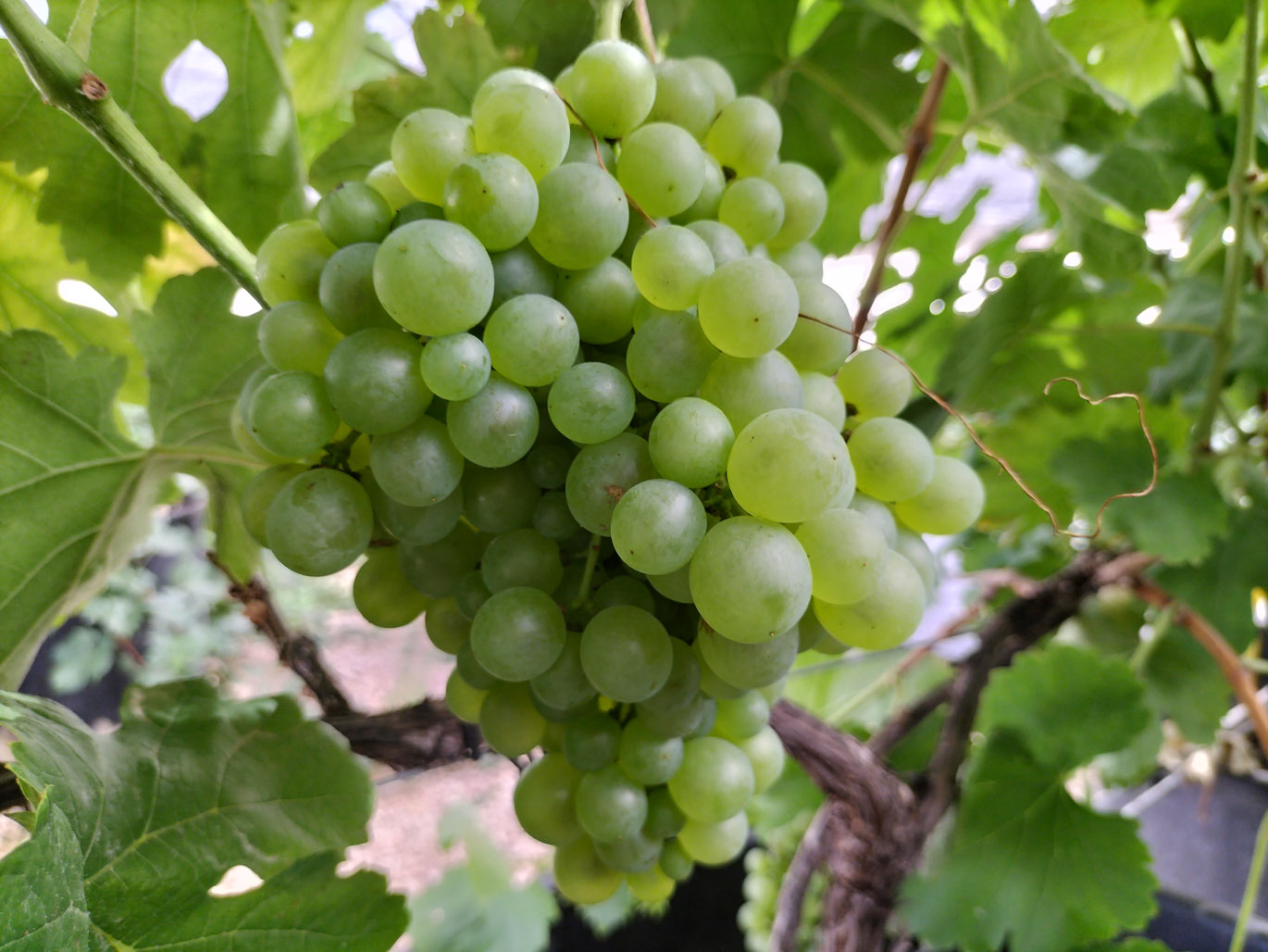 MERSEGUERA