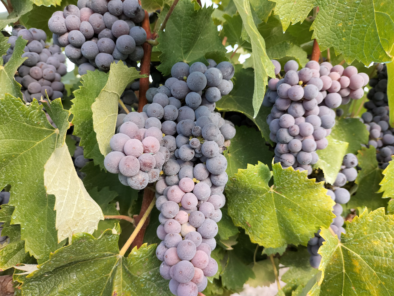 MONASTRELL