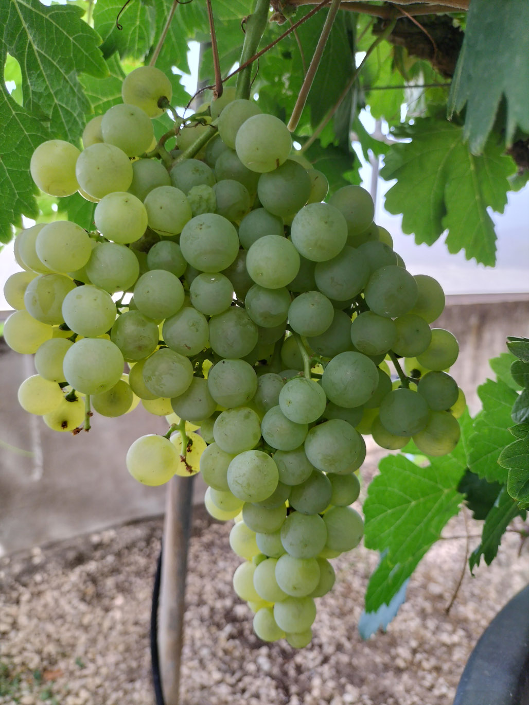 PALOMINO FINO