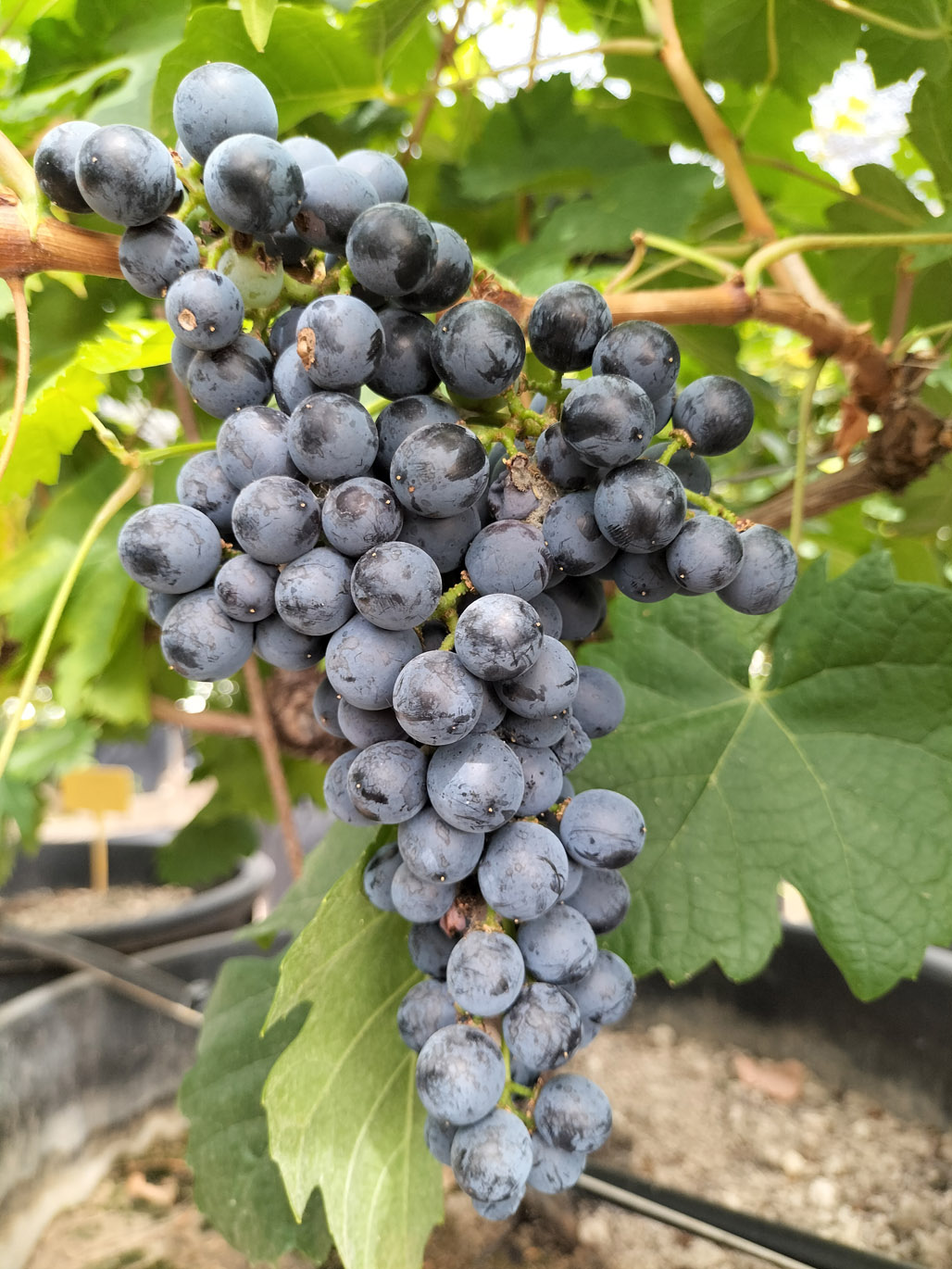 PINOT NOIR