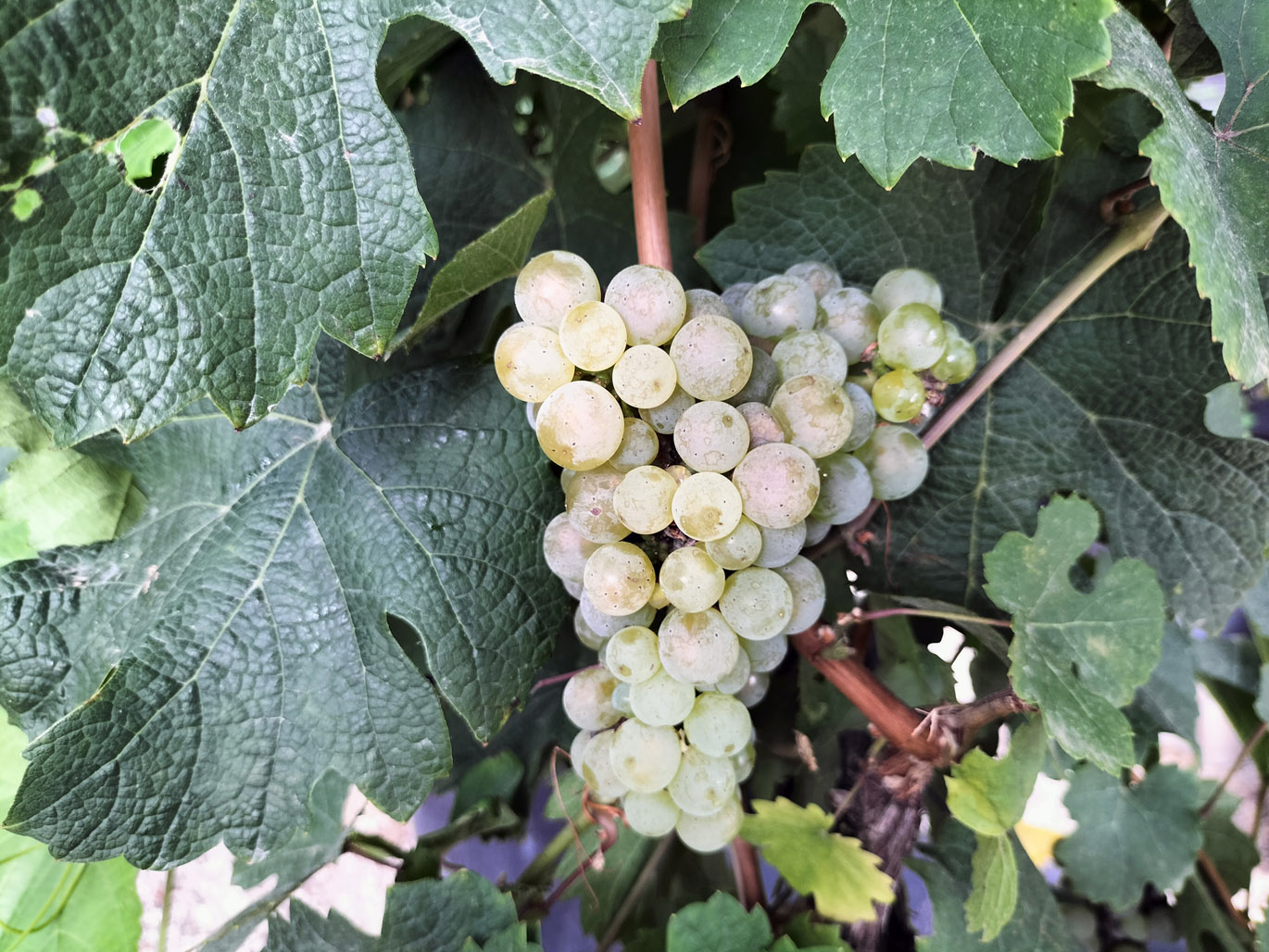 RIESLING
