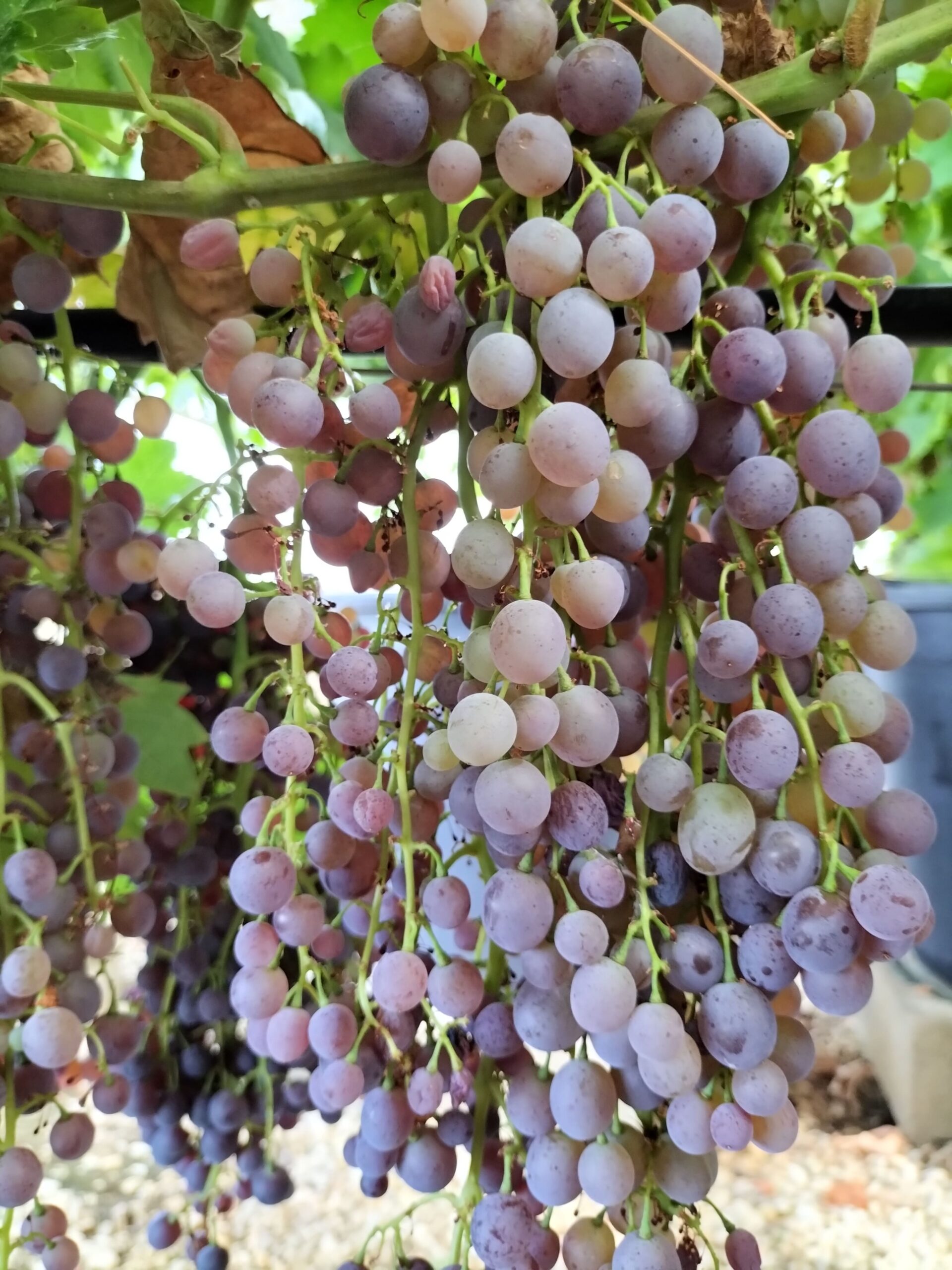 RUBY SEEDLESS