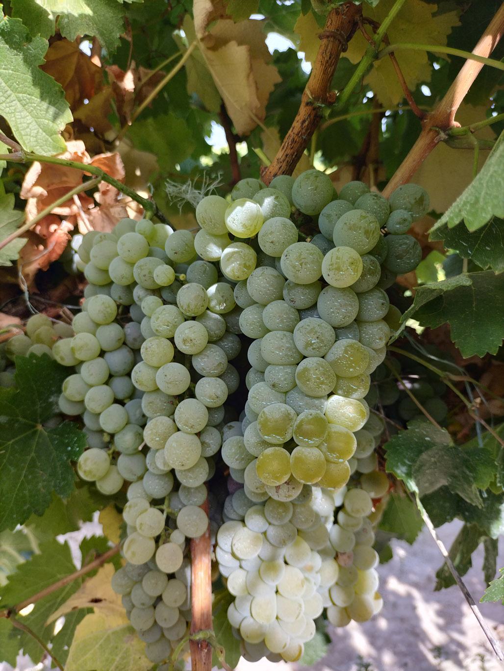 SAUVIGNON BLANC