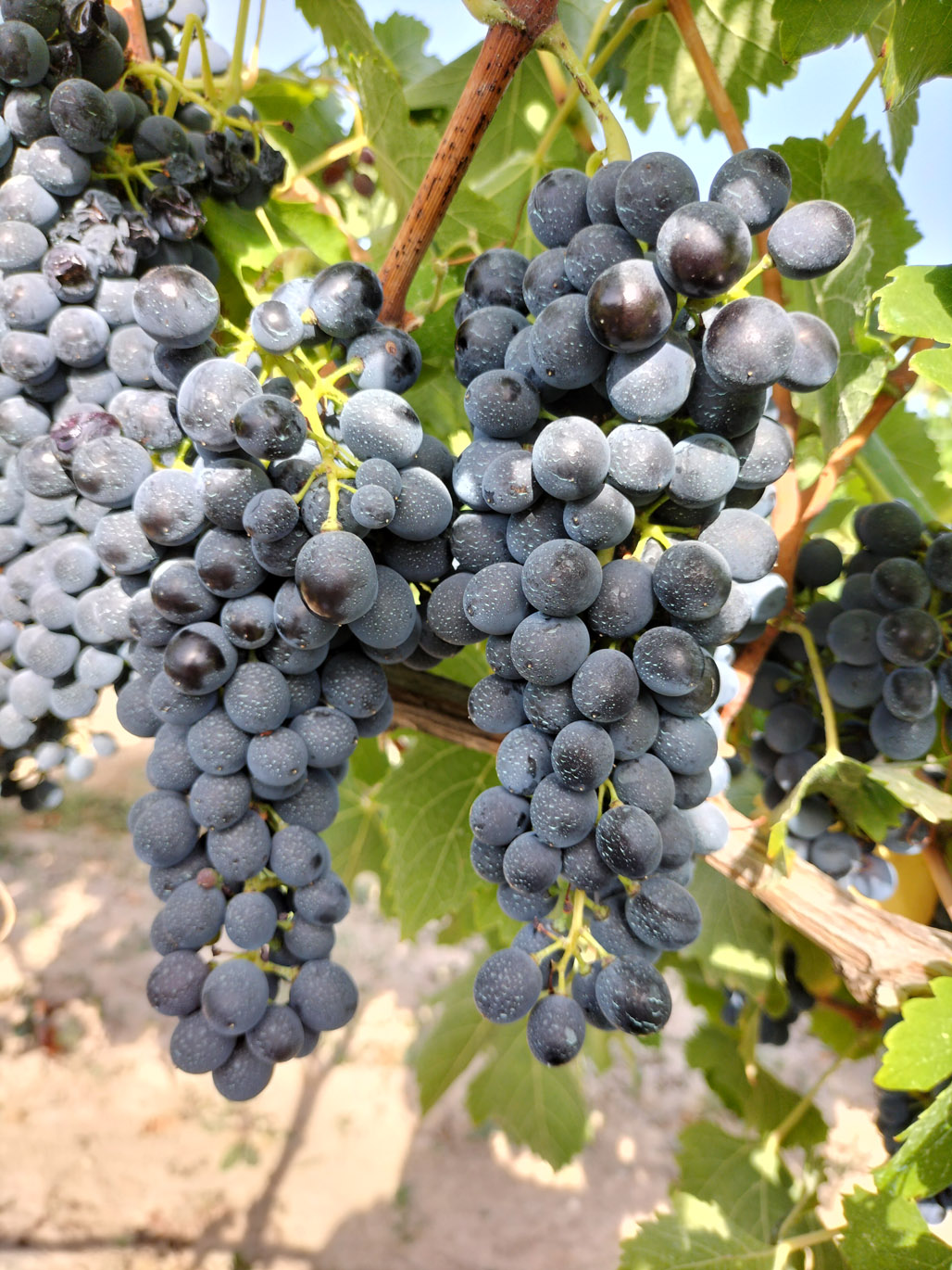 SYRAH