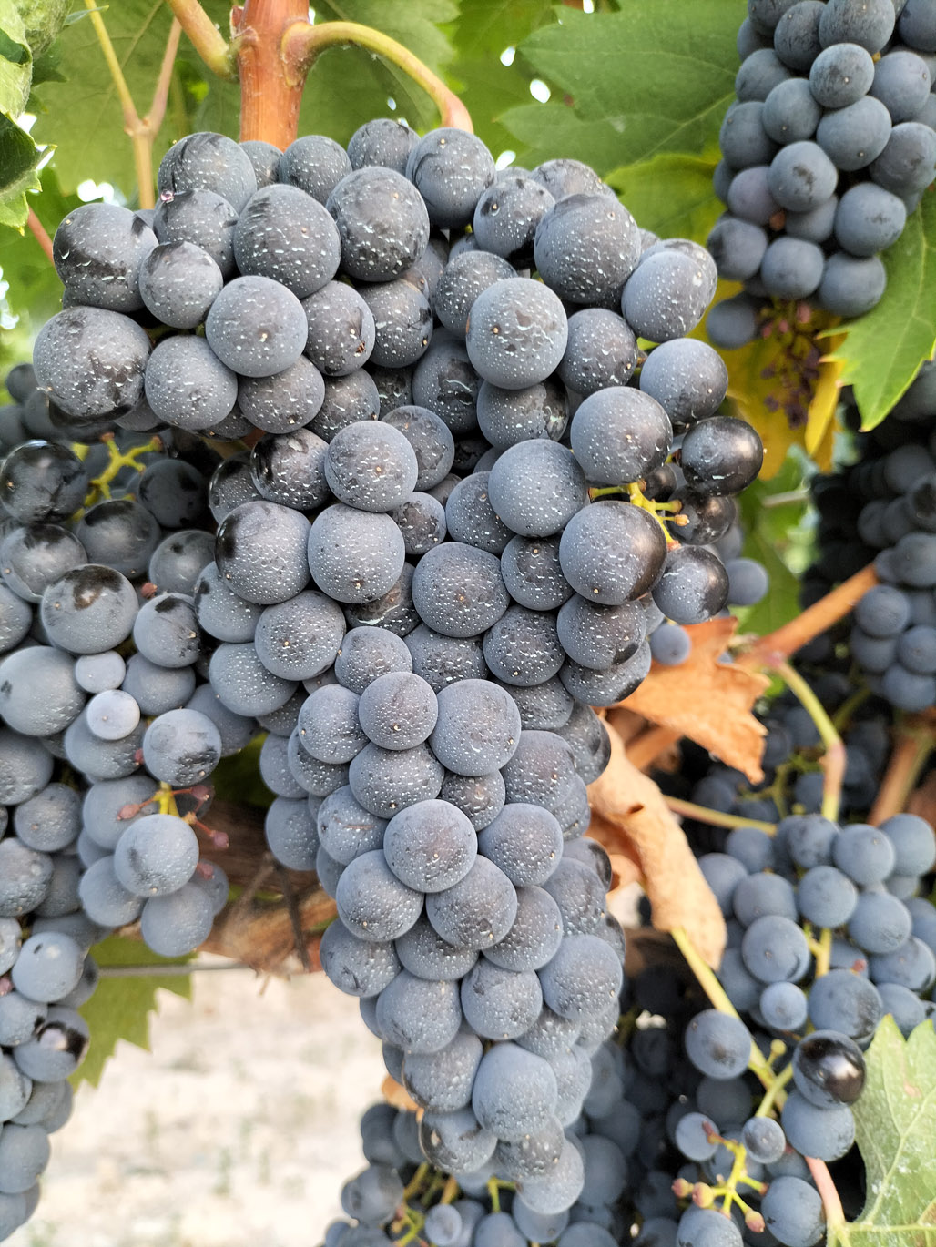 TEMPRANILLO