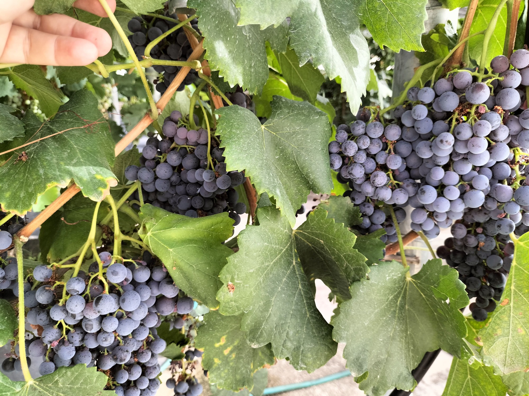 GARNACHA TINTORERA