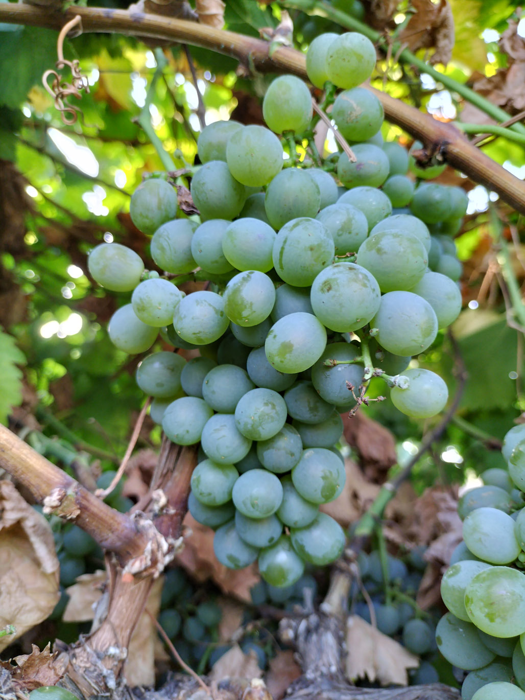 VERDEJO